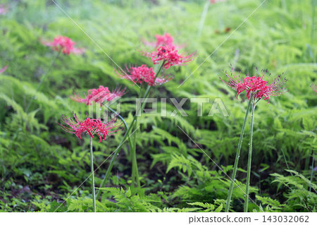 Cluster amaryllis blooming in the Nanatsumori burial mounds in early autumn Cluster amaryllis blooming in the Nanatsumori burial mounds in early autumn 143032062