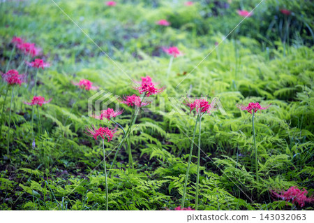 Cluster amaryllis blooming in the Nanatsumori burial mounds in early autumn Cluster amaryllis blooming in the Nanatsumori burial mounds in early autumn 143032063