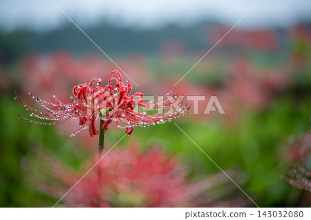 Cluster amaryllis blooming in the Nanatsumori burial mounds in early autumn Cluster amaryllis blooming in the Nanatsumori burial mounds in early autumn 143032080