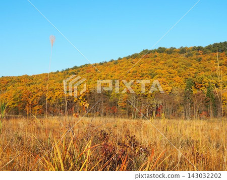 十月下旬的矢野原濕地(福島縣昭和村) 十月下旬的矢野原濕地(福島縣昭和村) 143032202