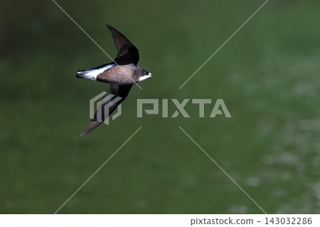 The world's fastest bird, the needle-tailed swift, flies at 170 km/h and drinks water. 143032286