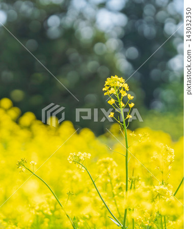 Rape flower field in full bloom 143032350