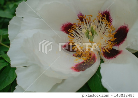 White tree peony flower blooming with dark purple spots on petals White tree peony flower blooming with dark purple spots on petals 143032495