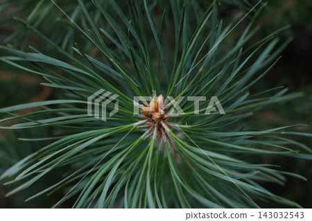 Young pine tree needles and small buds growing in the forest Young pine tree needles and small buds growing in the forest 143032543