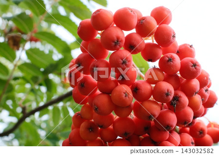 Bright red mountain ash berries in autumn Bright red mountain ash berries in autumn 143032582