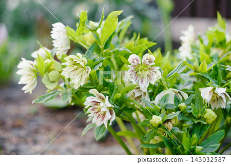 Flowering Helleborus Orientalis Double Ellen White Spotted in Garden Flowering Helleborus Orientalis Double Ellen White Spotted in Garden 143032587