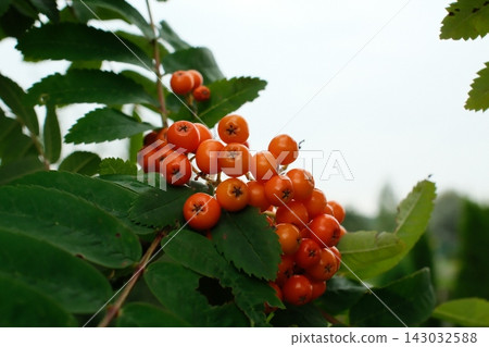 Bright orange rowan berries growing on a tree branch during an autumn afternoon Bright orange rowan berries growing on a tree branch during an autumn afternoon 143032588