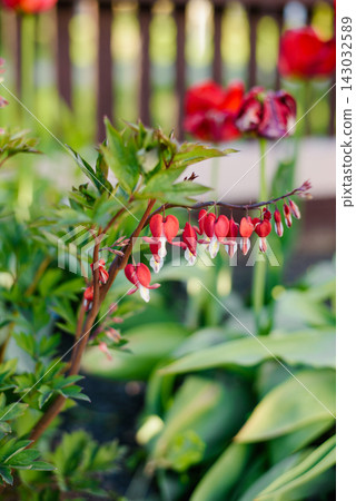 Elegant Dark Red Bleeding Heart Blossom in Garden Elegant Dark Red Bleeding Heart Blossom in Garden 143032589