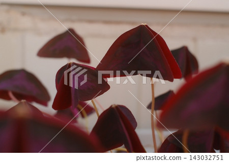 Purple Oxalis triangularis leaves reaching upward in bright daylight 143032751