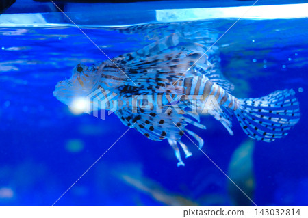 Poisonous Lionfish Swimming in Clear Blue Water Underwater Shot 143032814
