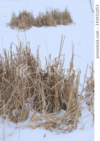 Dry brown reeds standing in a field covered by deep winter snow during daytime 143032853
