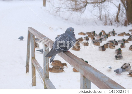 Grey pigeon resting on a metal railing with a flock of ducks in the winter snow 143032854