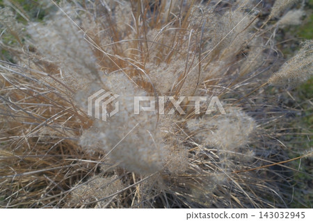 Dry ornamental grass with fluffy plumes growing in a garden setting Dry ornamental grass with fluffy plumes growing in a garden setting 143032945