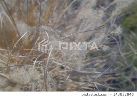 Dry golden stalks of ornamental grass swaying in the gentle breeze Dry golden stalks of ornamental grass swaying in the gentle breeze 143032946