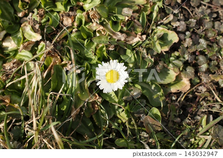 Single white daisy blooming among green leaves on the ground in spring Single white daisy blooming among green leaves on the ground in spring 143032947