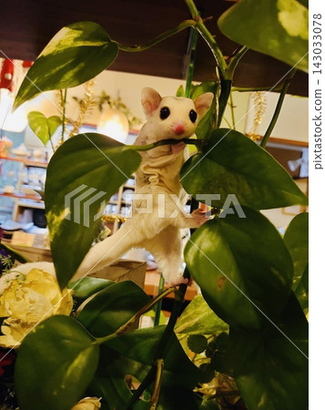 飛鼠變成物體 飛鼠變成物體 143033078