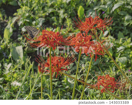A swallowtail butterfly visits a deep red spider lily. A swallowtail butterfly visits a deep red spider lily. 143033389