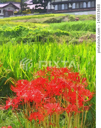 Asuka村的群集孤挺花 Asuka村的群集孤挺花 143033688