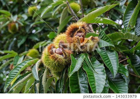 Chestnuts on the tree 143033979