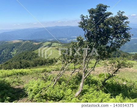 A single tree stands on a green plateau, surrounded by magnificent mountain ranges. A single tree stands on a green plateau, surrounded by magnificent mountain ranges. 143034375