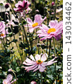 秋季花壇盛開的粉紅色波斯菊 143034462