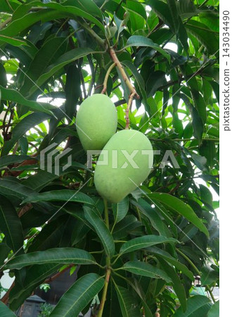 A photo of a green mango hanging from the tree. A photo of a green mango hanging from the tree. 143034490