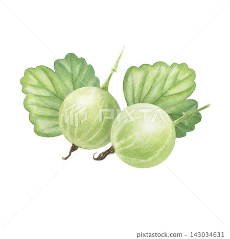 Green gooseberry with leaf. Hand-painted watercolor illustration isolated on white for packaging, branding, food labels, logo, recipes, menu, cookbooks, organic products, gardening, print design Green gooseberry with leaf. Hand-painted watercolor illustration isolated on white for packaging, branding, food labels, logo, recipes, menu, cookbooks, organic products, gardening, print design 143034631