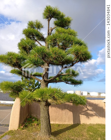 Pine tree Pine tree 143034841