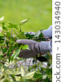 Hands in Work Gloves Holding Cut Leaves During Garden Cleanup 143034940