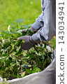 Hands in Work Gloves Holding Cut Leaves During Garden Cleanup 143034941