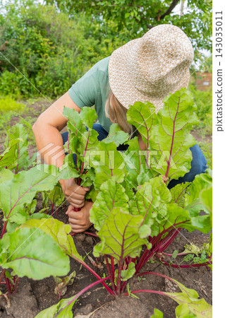 Elderly female harvesting beets in garden. Growing organic vegetables, natural farming Elderly female harvesting beets in garden. Growing organic vegetables, natural farming 143035011
