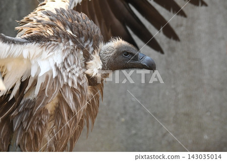 Koshiro vulture Koshiro vulture 143035014
