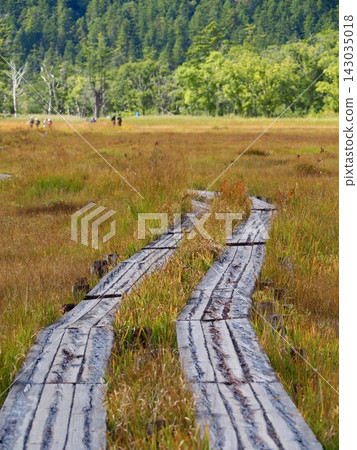 Autumn in Oze: A wetland landscape covered in the vibrant colors of autumn grasses. Autumn in Oze: A wetland landscape covered in the vibrant colors of autumn grasses. 143035018