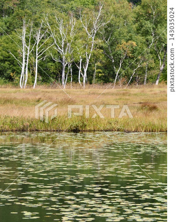Autumn in Oze: A wetland landscape covered in the vibrant colors of autumn grasses. Autumn in Oze: A wetland landscape covered in the vibrant colors of autumn grasses. 143035024