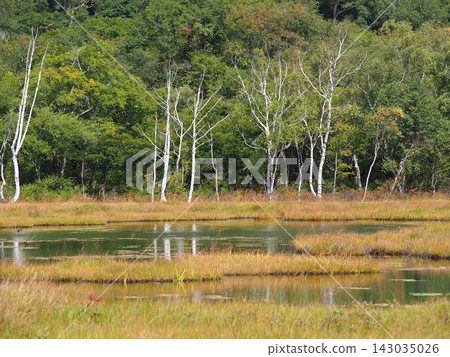Autumn in Oze: A wetland landscape covered in the vibrant colors of autumn grasses. Autumn in Oze: A wetland landscape covered in the vibrant colors of autumn grasses. 143035026