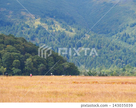 Autumn in Oze: A wetland landscape covered in the vibrant colors of autumn grasses. Autumn in Oze: A wetland landscape covered in the vibrant colors of autumn grasses. 143035039