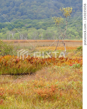 Autumn in Oze: A wetland landscape covered in the vibrant colors of autumn grasses. Autumn in Oze: A wetland landscape covered in the vibrant colors of autumn grasses. 143035056