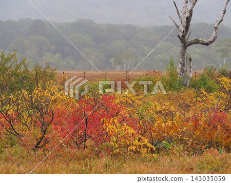 Autumn in Oze: A wetland landscape covered in the vibrant colors of autumn grasses. Autumn in Oze: A wetland landscape covered in the vibrant colors of autumn grasses. 143035059
