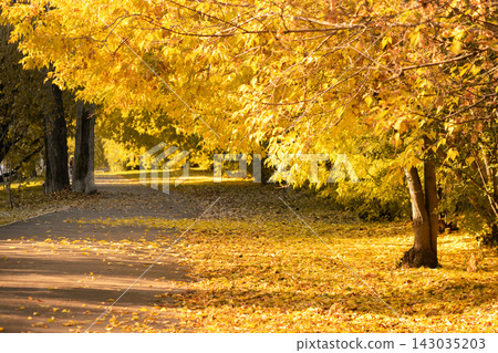 Autumn landscape sunny day in the park. Large tree with yellow golden leaves in the autumn garden copy space Autumn landscape sunny day in the park. Large tree with yellow golden leaves in the autumn garden copy space 143035203