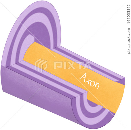 axon structure illustration axon structure illustration 143035362