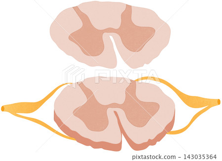 anterolateral system illustration anterolateral system illustration 143035364