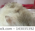 Hamster fur 143035392