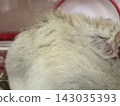 Hamster fur 143035393