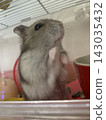 Standing hamster 143035432