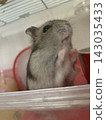 Standing hamster 143035433
