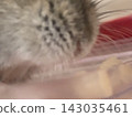 Hamster with a nose like a sea urchin 143035461