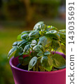 Fresh Green Basil Plant in Pink Pot on Blurred Green Background 143035691