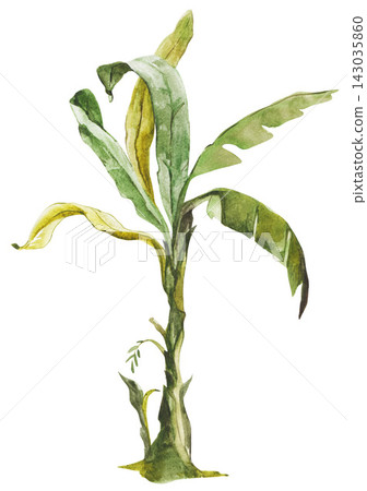 Tropical banana tree watercolor illustration isolated on white. Hand drawn sketch with green leaves botanical painting jungle flora Tropical banana tree watercolor illustration isolated on white. Hand drawn sketch with green leaves botanical painting jungle flora 143035860