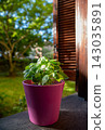 Fresh Basil in Pink Pot on Windowsill with Wooden Shutters and Garden View 143035891