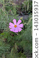 Pink cosmos flowers blooming in autumn flower bed 143035937